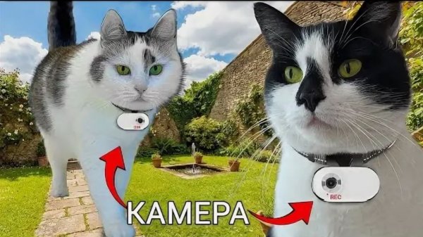 СКРЫТАЯ КАМЕРА НА ЖИВОТНЫХ! РЕАЛЬНЫЙ ДЕНЬ КОТА и КОШКИ