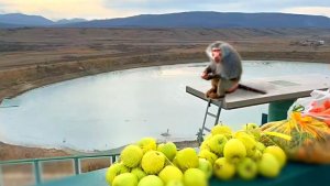 Обезьяны ловят мясо на самом краю! ГАМАДРИЛЫ - короли скал! Голова кружится от высоты! ДОМ2