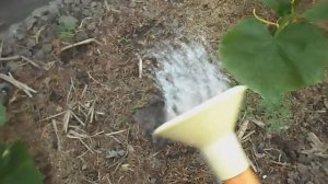 КАК ГРАМОТНО ПОЛИВАТЬ ОГУРЦЫ