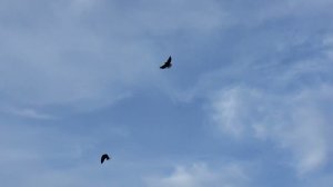 Мелитопольские и Белогорские голуби в Крыму...в гостях у Володи тренировки на полёты...