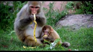 Сплошной обман