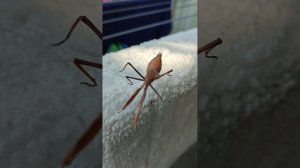 Лазаревское. Вид с горы. Инопланетянин в гостях. Плаваем с дельфинами .