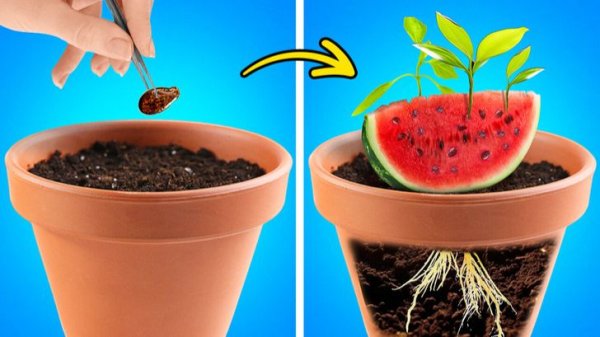 Арбузы 🍉 Садоводство и хитрости нарезки и очистки