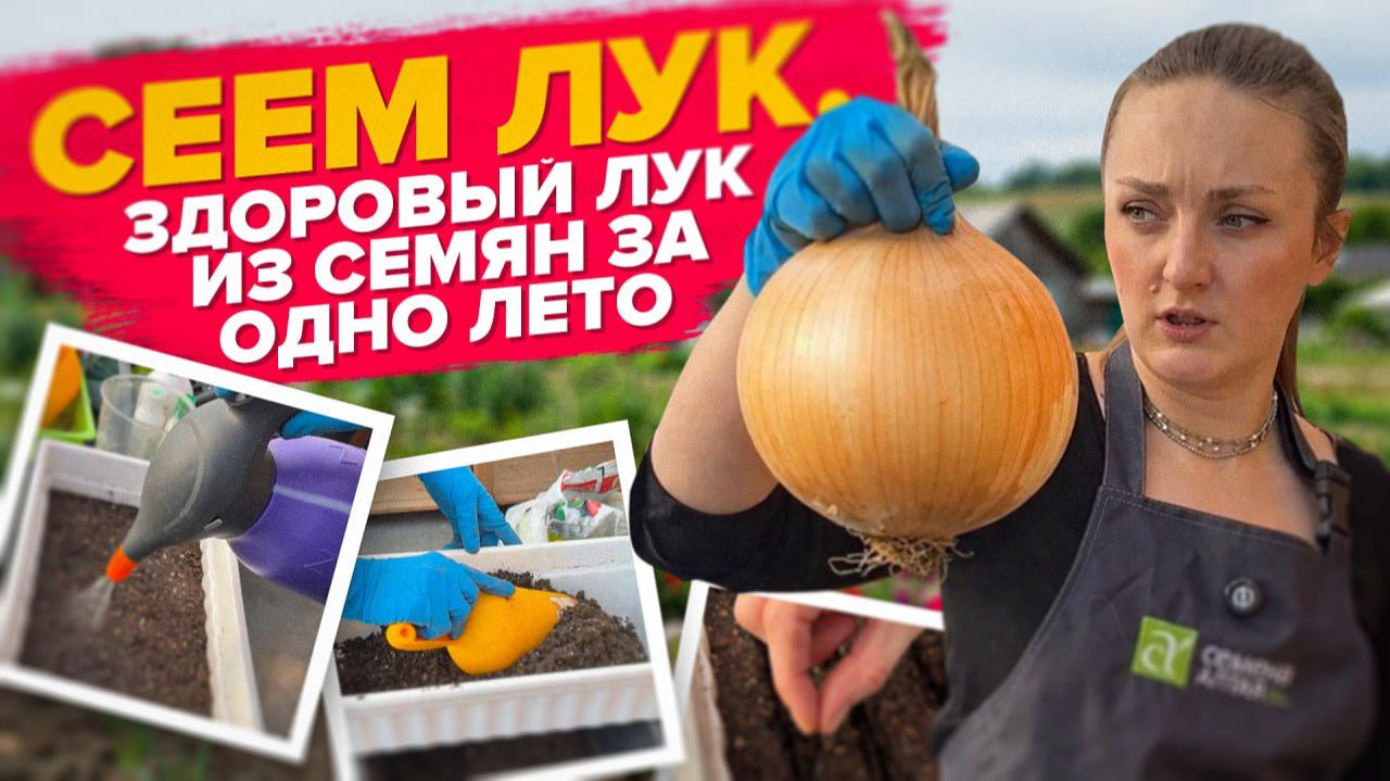 СЕЕМ ЛУК ИЗ СЕМЯН. Луковица за один год (за лето) смотреть онлайн