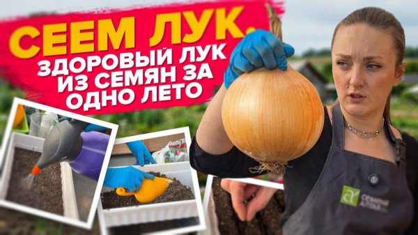 СЕЕМ ЛУК ИЗ СЕМЯН. Луковица за один год (за лето)