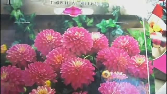 2203.  О георгинах два слова.