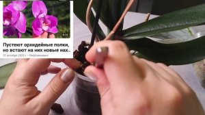 #167 ОрхоVLOG после обработок гуттации стало меньше.Идём дальше, снова нездоровые проявления - лечим