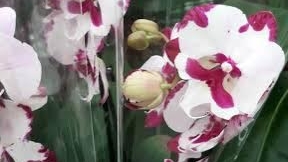 09.02.2026г. Обзор орхидей в с/ц Планета лета.