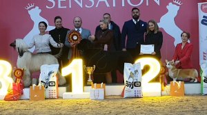 07.02.2026, СПб. Клуб "Сенсация-1" (РКФ, РФСС). Выставка собак "СЕНСАЦИЯ-1" (САС-ЧРКФ)