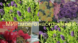 08.02.26 Посев однолетних цветов и перцев для раннего урожая.