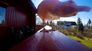 УДИВИТЕЛЬНЫЕ СЛУЧАИ, когда животные утащили КАМЕРУ у людей!