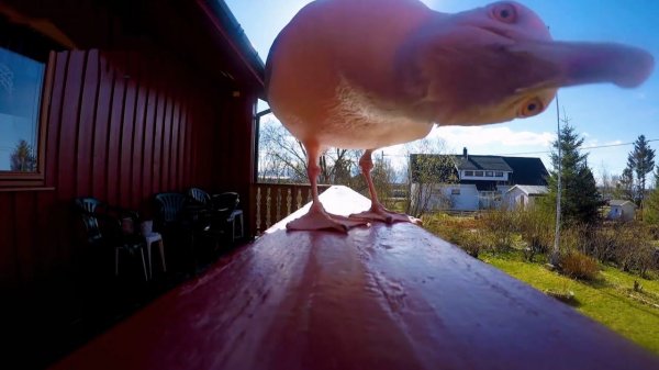 УДИВИТЕЛЬНЫЕ СЛУЧАИ, когда животные утащили КАМЕРУ у людей!