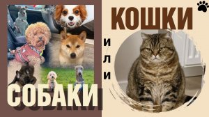 КТО ЦАРИТ В ВАШЕМ СЕРДЦЕ? КОШКИ ИЛИ СОБАКИ?