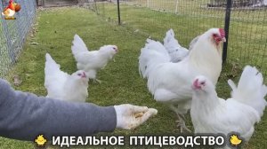 Идеальное птицеводство достойно восхищения 🐓🦆🦢🦚🦃🐔 эпизод (455)