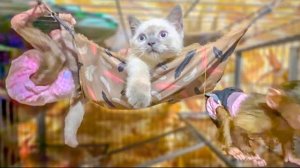 СМЕХОТА! Басик выжил Степашку и Маню из гамака и еще и ДЕРЕТСЯ)))