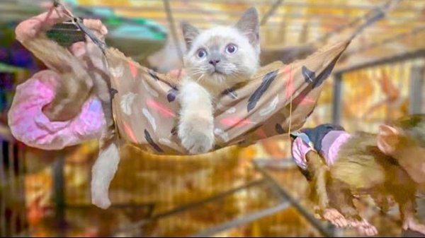 СМЕХОТА! Басик выжил Степашку и Маню из гамака и еще и ДЕРЕТСЯ)))