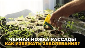 СПАСАЕМ РАССАДУ. Как предотвратить и вылечить черную ножку у рассады.
