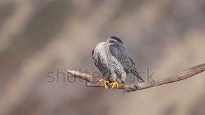 Тест рекламы 15