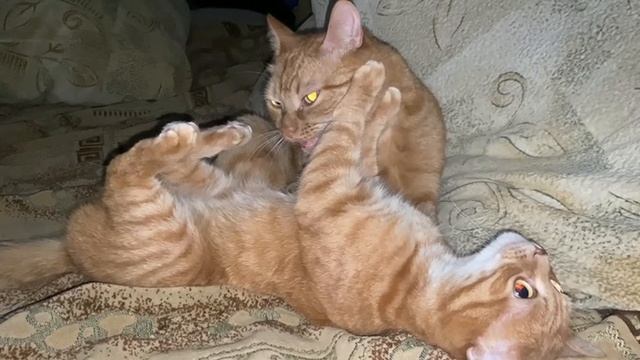 Рыжий кот. смотреть онлайн