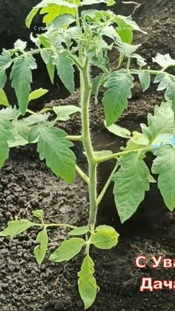 Срок когда сажать томаты на рассаду #огород #рассада #когдасажатьтоматы #томаты #shorts