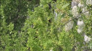 Душевная песня под гармонь