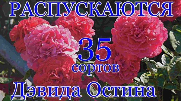 Розы Дэвида Остина распускаются! Таймлапс 35 сортов.