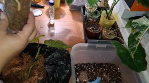 Черенкование филодендронов + обзор моего хобби 😉09-02-2026