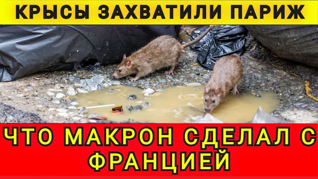 В шоке от Франции! 09.02.26. В гостях у Колобка! Колобок из Одессы! смотреть онлайн