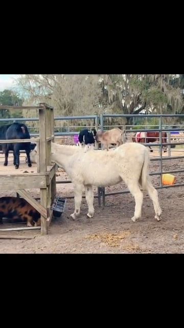 Весёлые ребята 😜
