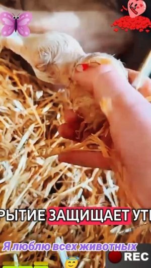 Животные приколы и не только😅