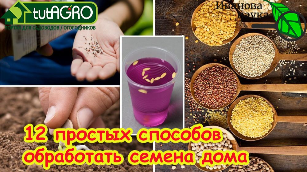 НИКТО ТАКОГО НЕ ОЖИДАЛ! Чем ОБЕЗЗАРАЖИВАТЬ СЕМНА перед посевом: 12 способов от болезней. смотреть онлайн