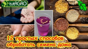 НИКТО ТАКОГО НЕ ОЖИДАЛ! Чем ОБЕЗЗАРАЖИВАТЬ СЕМНА перед посевом: 12 способов от болезней.