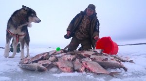 ГОРА РЫБЫ НА ДЕДОВСКУЮ СНАСТЬ! НАШЁЛ КОСЯК НА МЕЛИ, А ВСЕ ИСКАЛИ НА ГЛУБИ! ВОТ ЭТО РЫБАЛКА!