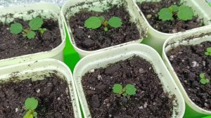 Обзор рассады на начало февраля