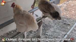 Цыплята и Курочки селяночки лучшие беспородные несушки 🥚 (438)