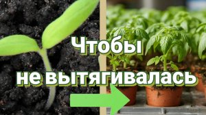 Сверхранние томаты и перцы. Посев. Первые 72 часа жизни