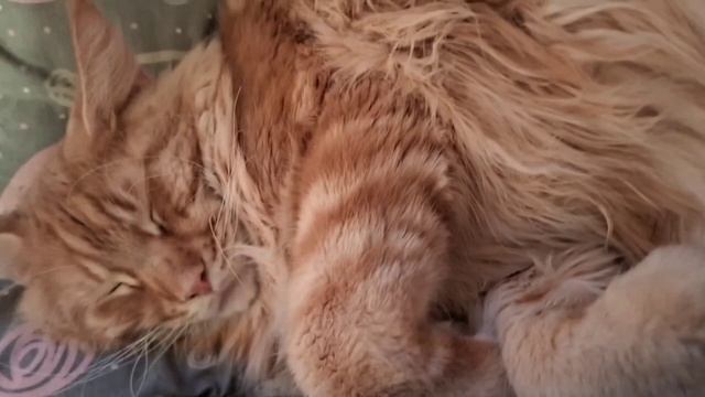 После дрыхуна началась движуха, кот ест халат и снова играет 😆🤭