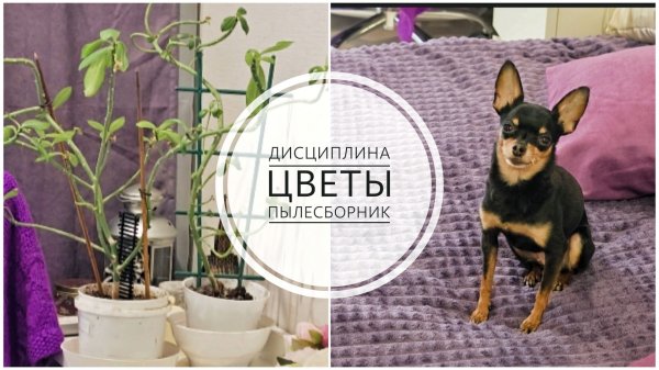 35/26. Как я себя дисциплинирую?! // Что с цветами? // Пылесборник // Mariya VD LIFE.