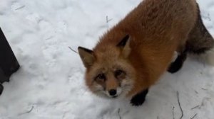 Лиса-Алиса. Приветливые утренние лисы