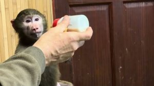 Басик стережет малышку Николь, Анфиса тоже не оставляет ее без внимания❤️