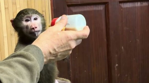 Басик стережет малышку Николь, Анфиса тоже не оставляет ее без внимания❤️