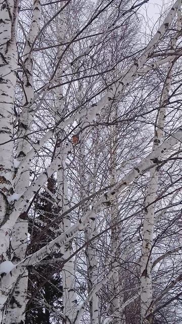 А ФЕВРАЛЬ  потому и короткий, что торопится  встретить ВЕСНУ!