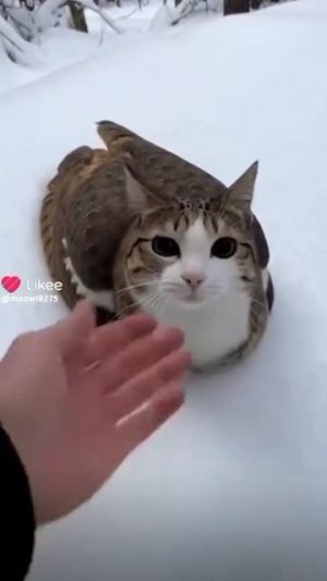 Meowl❤️