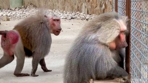 Дом2 на арахис слетается, как синички! Дед насмешил, ГАРЦУН! Мы с ними дружим, а они нас используют!