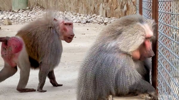 Дом2 на арахис слетается, как синички! Дед насмешил, ГАРЦУН! Мы с ними дружим, а они нас используют!