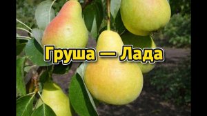 Груша — Лада: секреты урожая в саду и огороде