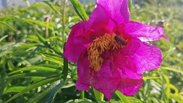 Wind Chimes (Винд Чима)