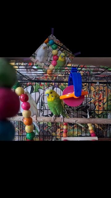 гимн России с попугаями