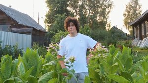 ТАБАК ТРАПЕЗОНД 92 И ЮБИЛЕЙНЫЙ 142: 1-я ЛОМКА, СУШКА  – 10 лет назад! «Сады порока» 1 сез. 3 сер.