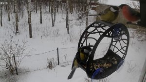 Очень мало птиц